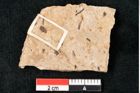 Foto (Detailansicht) von Callitris brongniartii Endl. (NHMW-GEO-2024-0188-8227)